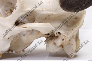 animal skull 0003